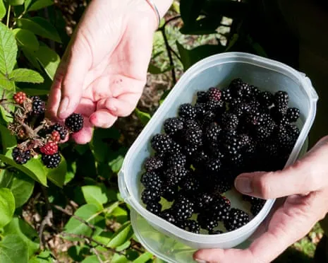 Wanted: Delicious Bakes to Utilize a Glut of Homemade Jam